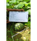 Pumpkin / Kaddoo F1 Iris IHS-205 10 grams